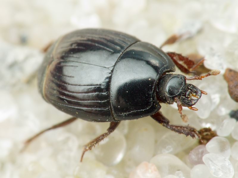 Atholus corvinus (Germar, 1817)